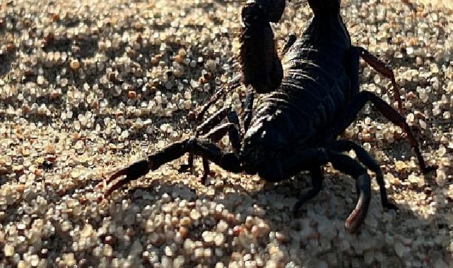 ‘Afrika’nın Ölümcül Avcıları: Beklenmedik Katiller Özel’ National Geographic WILD Ekranlarında!