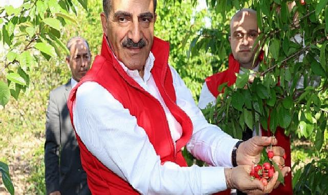 Milyonlarca kiraz ağacı ihracat rekoru kırmak için 1 hafta önceden meyvelerini verdi