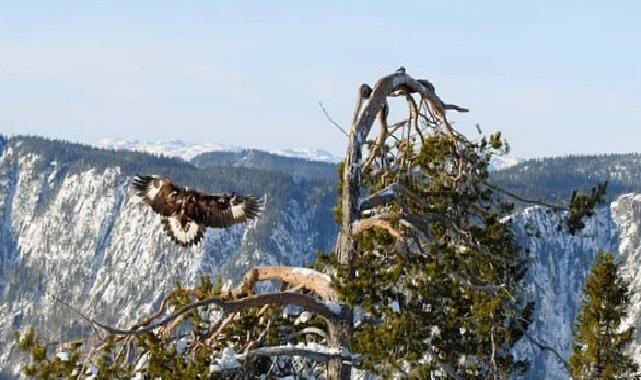 ‘Avrupa’nın Vahşi Doğası Özel’ 19 Mayıs ve 26 Mayıs Pazar 20.00’de National Geographic WILD Ekranlarında!