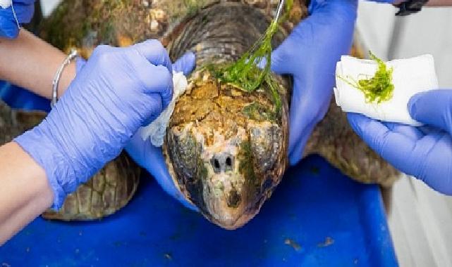 Körfez’deki yaralı Caretta caretta kurtarıldı